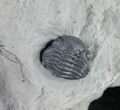 Enrolled Eldredgeops Trilobite From New York #9195-2